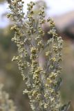 Artemisia absinthium