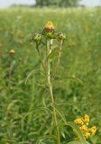 Inula salicina