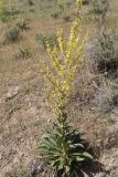 Verbascum pyramidatum