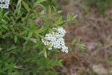 Spiraea × cinerea