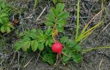 Rosa rugosa. Плодоносящее растение. Сахалин, Холмский гор. округ, мыс Слепиковского, песчаный пляж. 26.08.2023.