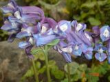 Corydalis emanuelii