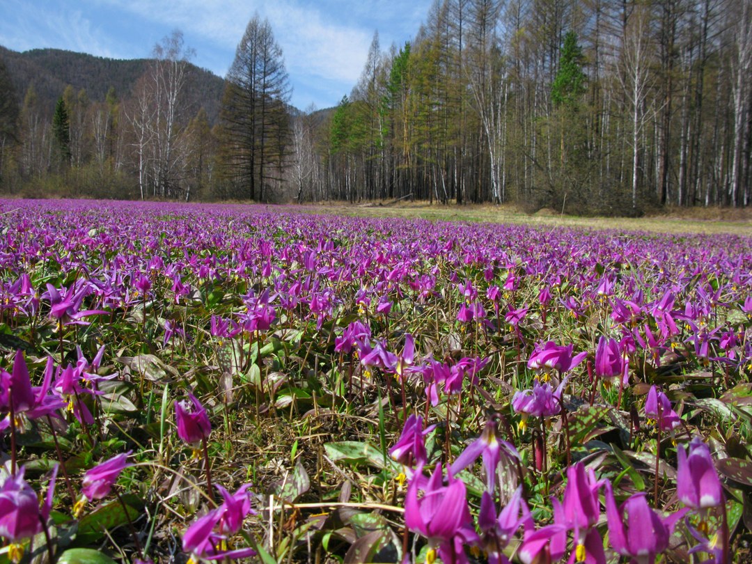 Изображение особи Erythronium sajanense.