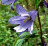 Campanula trachelium. Цветок. Чувашия, окрестности г. Шумерля, пойма р. Сура, устье р. Шумерлинка. 13 сентября 2005 г.