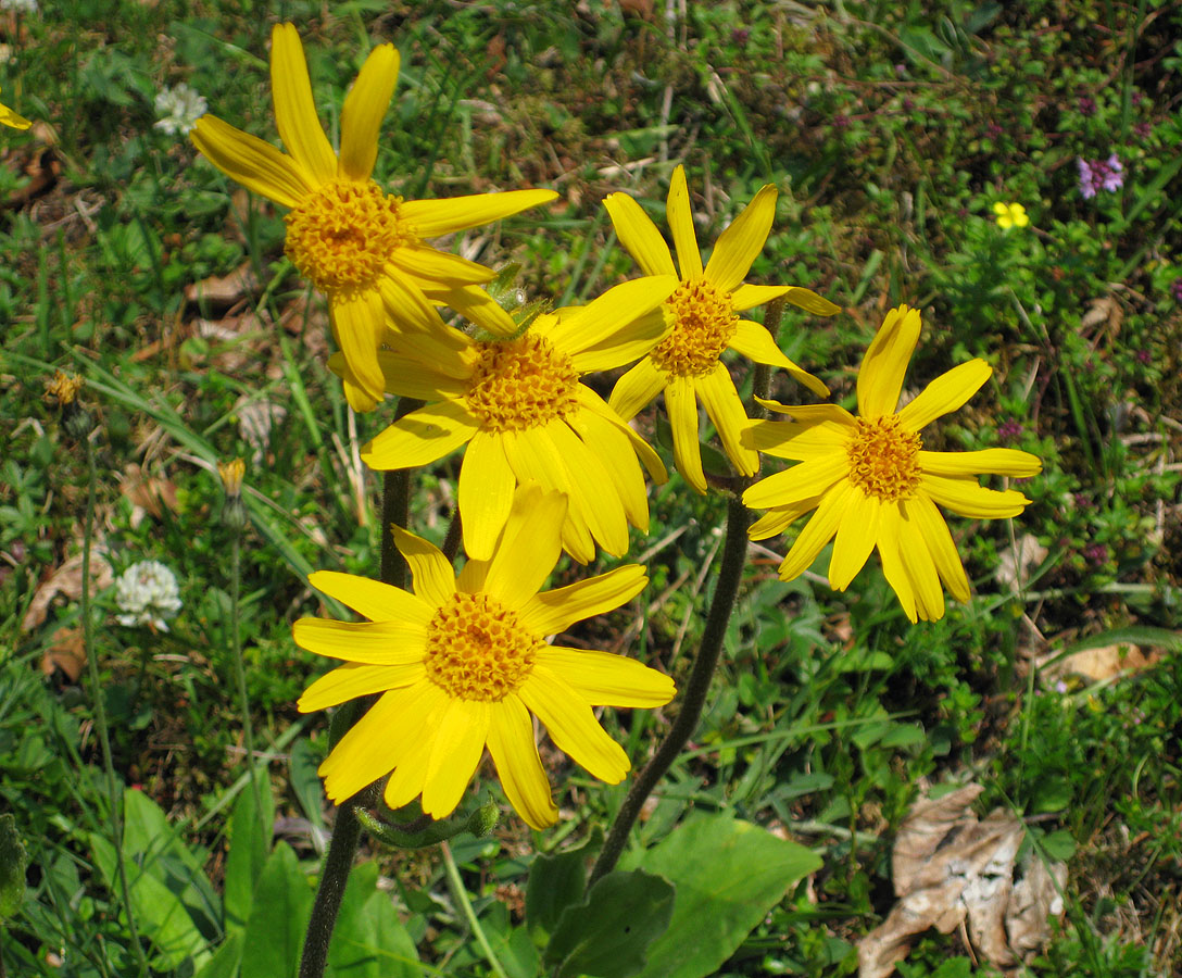 Изображение особи Arnica montana.