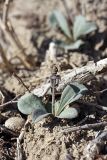 Limonium otolepis. Расцветающее растение в солончаковой почве. Узбекистан, Самаркандская обл., территория Бухарского спецпитомника (Экоцентр \"Джейран\"). 01.04.2011.