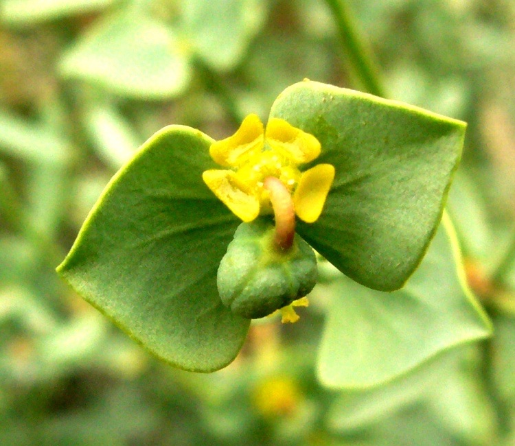 Image of Euphorbia buhsei specimen.
