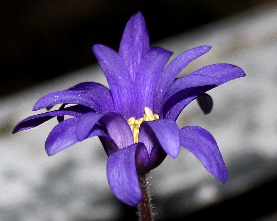 Изображение особи Anemone blanda.