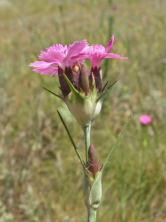 Изображение особи Dianthus andrzejowskianus.