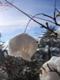 Cotinus coggygria