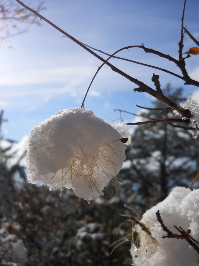 Изображение особи Cotinus coggygria.