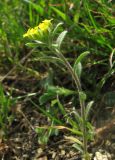 род Alyssum. Цветущее растение. Крым, Карадагский заповедник, биостанция, возле тропы. 6 апреля 2013 г.