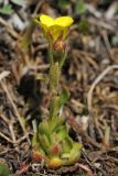 Saxifraga macrocalyx