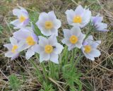 Pulsatilla multifida