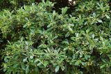 Pittosporum heterophyllum