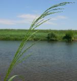 Poa palustris