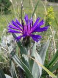 Centaurea fuscomarginata. Цветущее растение. Крымский природный заповедник, Бабуган-Яйла. 19.07.2009.