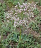 Goniolimon speciosum. Цветущее растение. Бурятия, окр. Улан-Удэ. 25.07.2009.