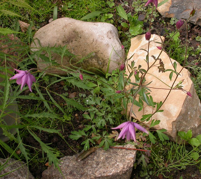 Изображение особи Aquilegia ecalcarata.