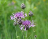 Centaurea scabiosa. Раскрывшиеся и нераскрывшиеся соцветия. Иркутская обл., Шелеховский р-н, окр. пос. Большой Луг. 13.07.2014.