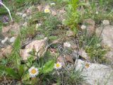 Erigeron lachnocephalus