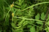 Carex flava