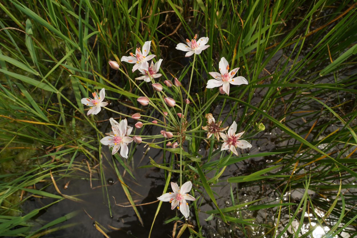 Изображение особи Butomus umbellatus.