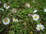 Bellis perennis. Цветущие растения. Краснодарский край, г. Сочи. Центральный р-н, в культуре. 27.03.2016.