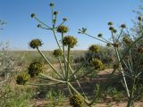 Ferula karelinii. Соцветия. Казахстан, Южное Прибалхашье, южная кромка пустыни Таукум. 20 мая 2016 г.