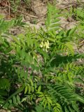 Sophora flavescens