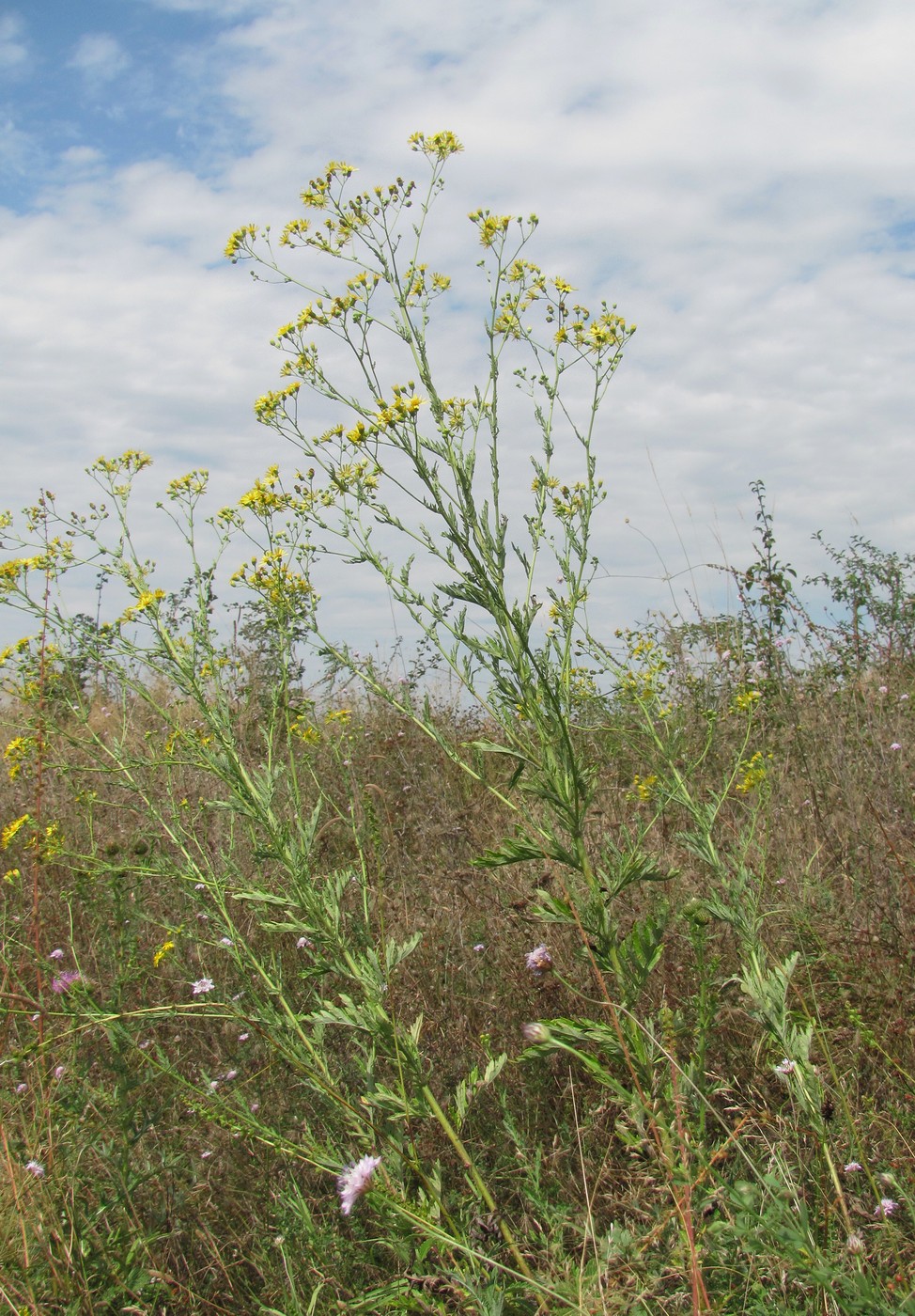 Изображение особи Senecio grandidentatus.