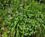 Geranium renardii. Цветущие растения. Кабардино-Балкария, Эльбрусский р-н, гора Чегет, выс. около 2300 м н.у.м., субальпийский луг. 11.07.2016.