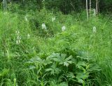 Aconitum septentrionale