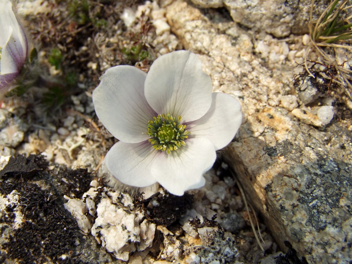 Изображение особи Pulsatilla magadanensis.