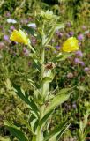 Oenothera depressa. Верхняя часть растения с цветками и плодами. Амурская обл., Бурейский р-н, правый берег р. Бурея, окр. с. Малиновка. 18.07.2016.