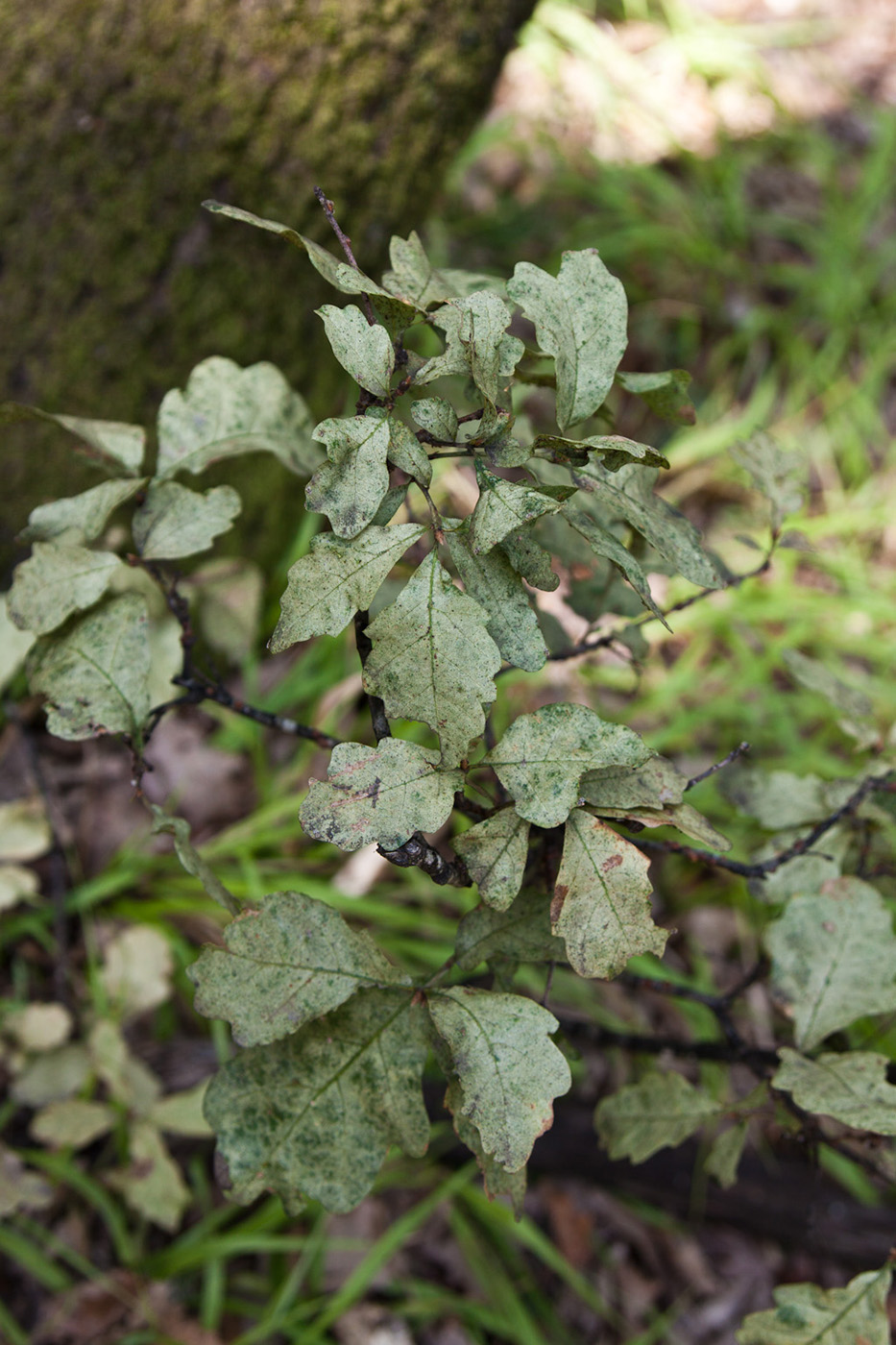 Изображение особи род Quercus.