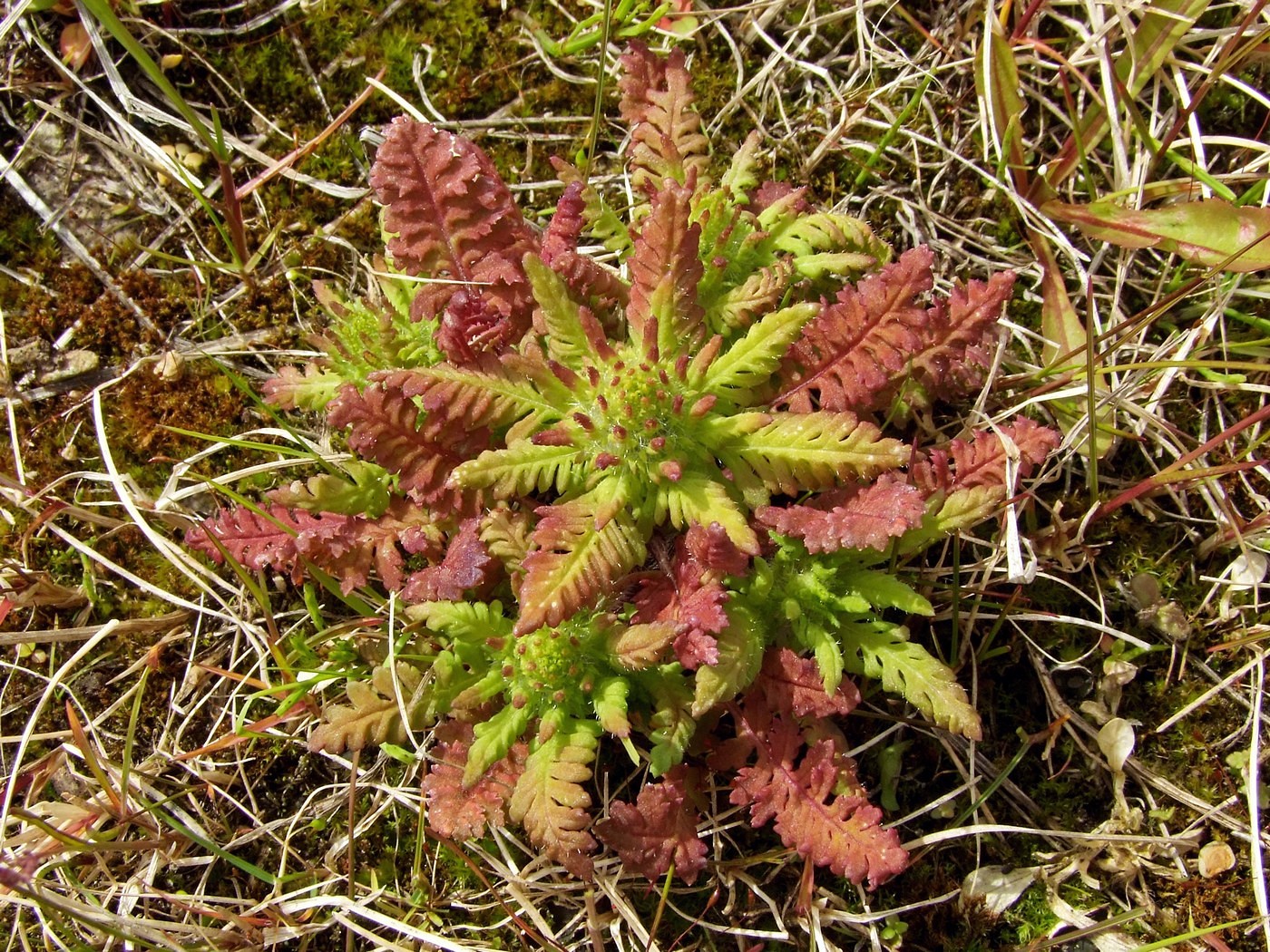 Изображение особи Pedicularis spicata.