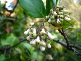 Viburnum suspensum