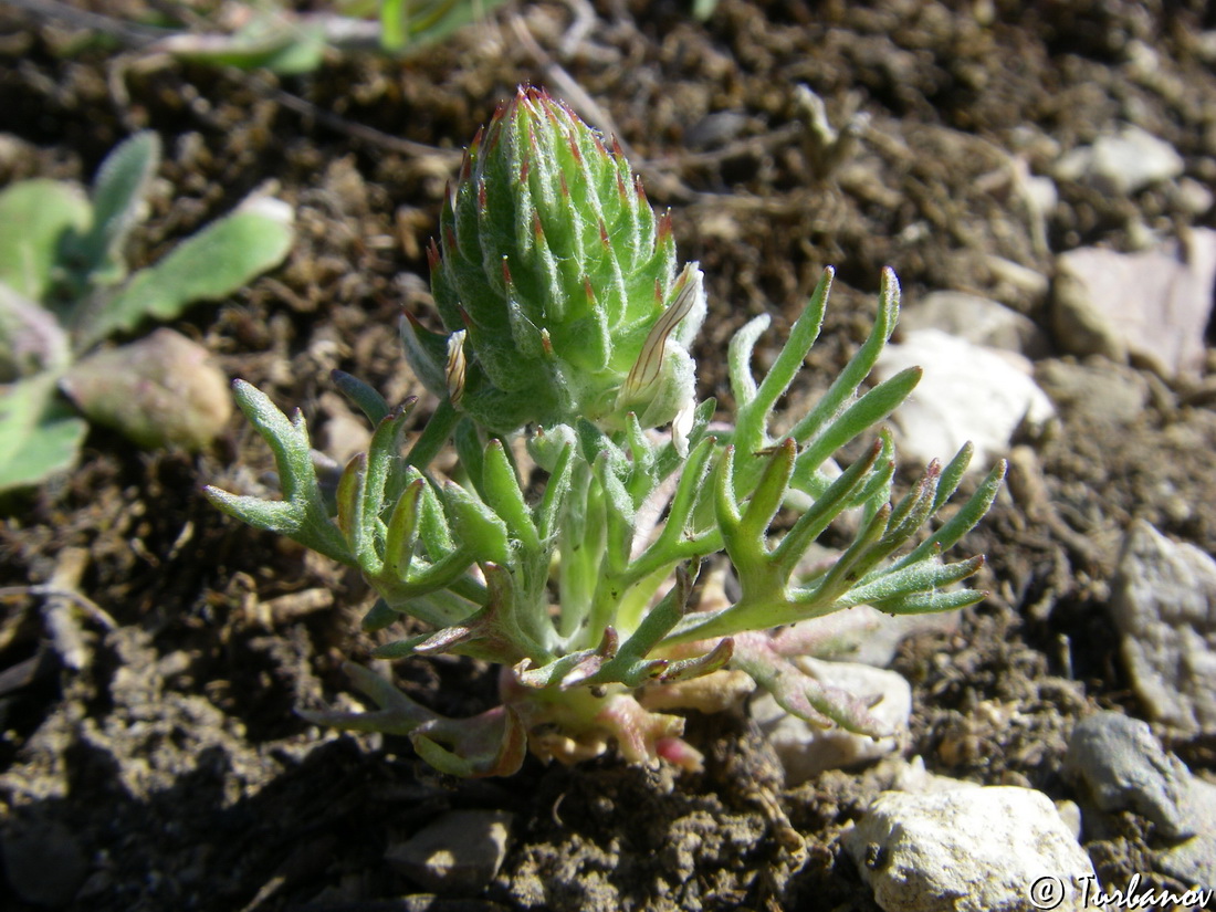 Изображение особи Ceratocephala falcata.