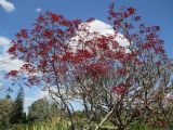 Euphorbia cotinifolia