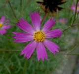 Cosmos bipinnatus