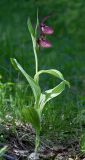 Cypripedium × ventricosum