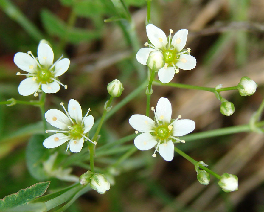 Изображение особи Eremogone saxatilis.