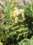 Phlomoides laciniata. Соцветие и лист. Израиль, к востоку от большого Тель-Авива, Национальный парк Мигдаль Цедек, фригана. 05.03.2018.