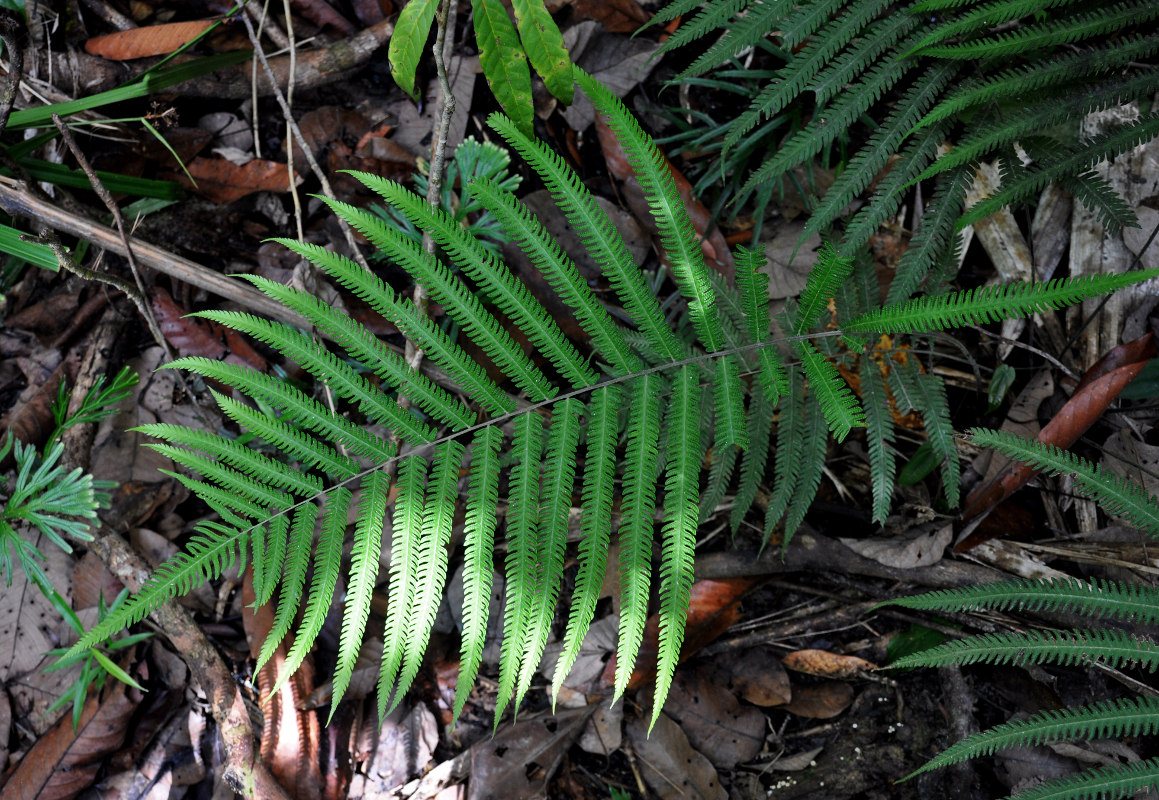 Image of Cyclosorus opulentus specimen.