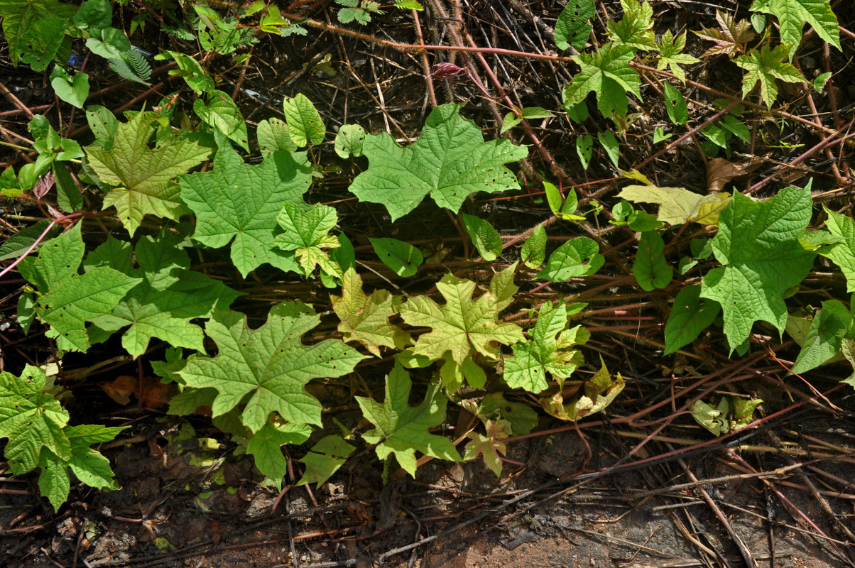 Изображение особи Lepistemon binectarifer.