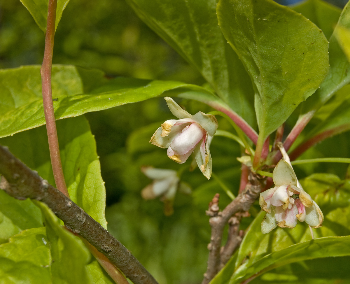 Изображение особи Schisandra chinensis.