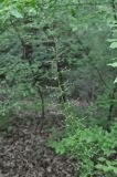 Scrophularia rutifolia. Соцветие. Грузия, Боржоми-Харагаульский национальный парк, лес. 24.05.2018.