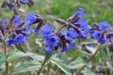 Pulmonaria mollis