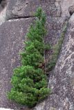 Pinus sibirica. Взрослое дерево. Красноярский край, окр. г. Красноярск, заповедник \"Столбы\", сиенитовый массив Второго столба. 13.08.2018.